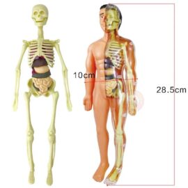 The Human Body