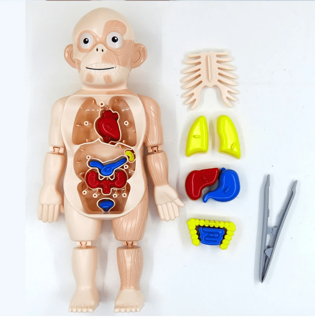 Organs Teaching Aid